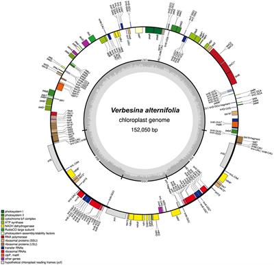 Comparative plastome assembly of the yellow ironweed (Verbesina alternifolia) using Nanopore and Illumina reads